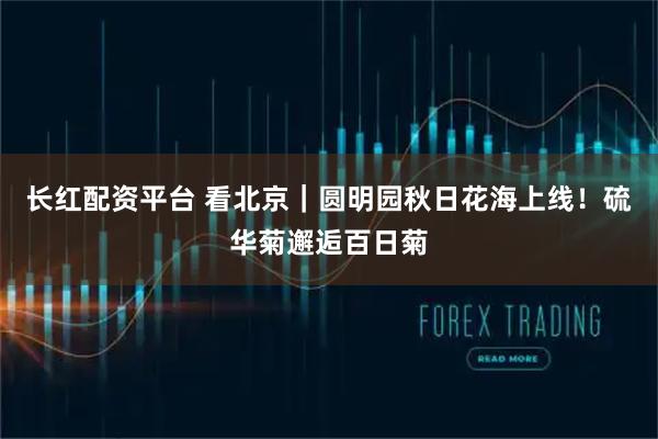 长红配资平台 看北京｜圆明园秋日花海上线！硫华菊邂逅百日菊